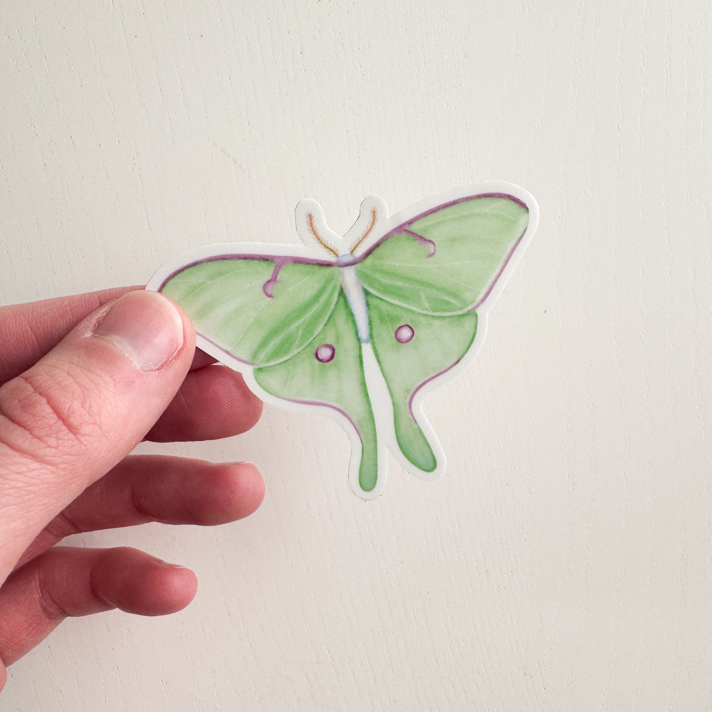 Luna Moth Sticker