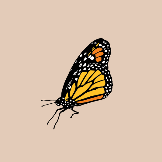 a monarch butterfly on a light pink background