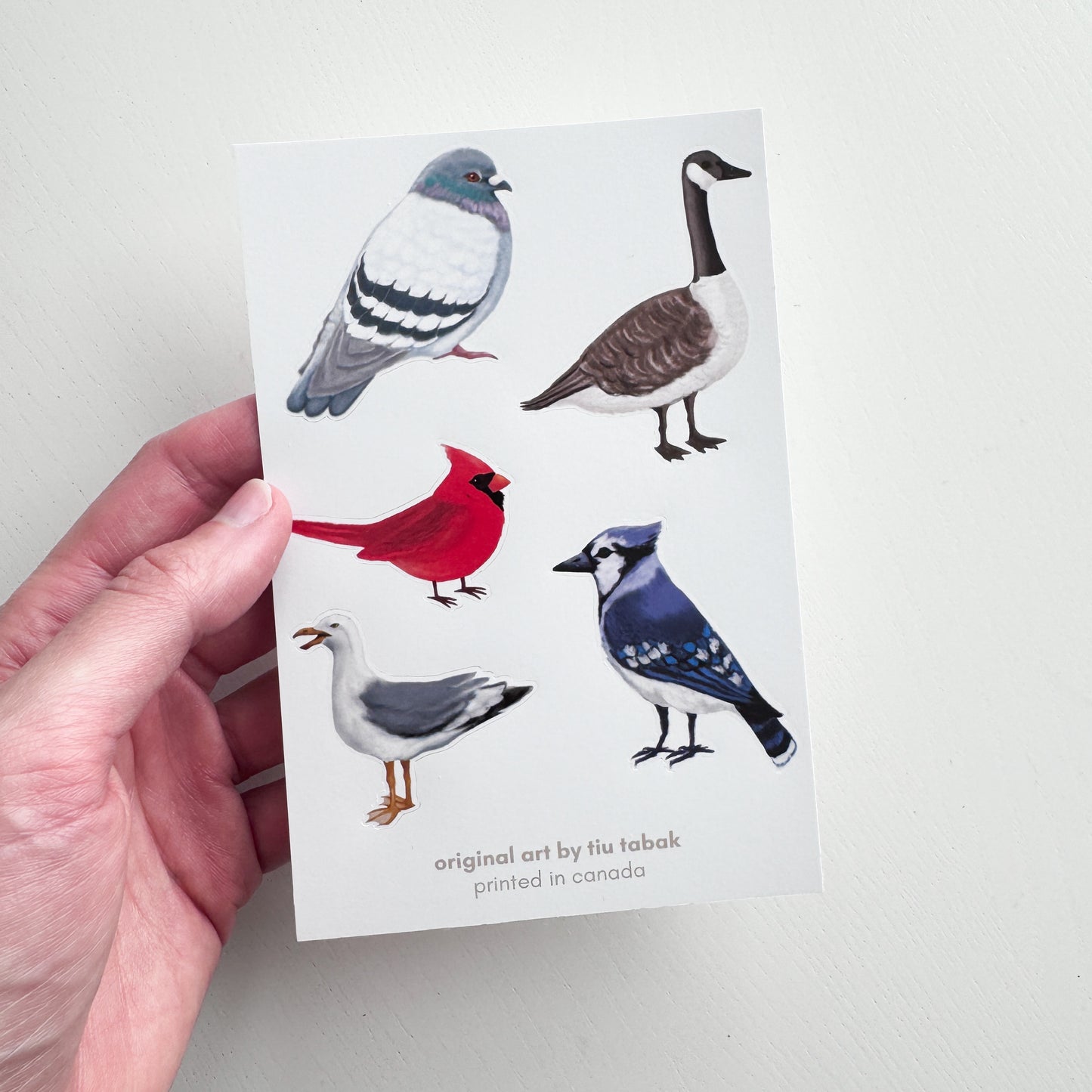 Canadian Birds 4x6 Vinyl Sticker Sheet