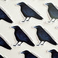 Mischievous & Crafty Crow Sticker