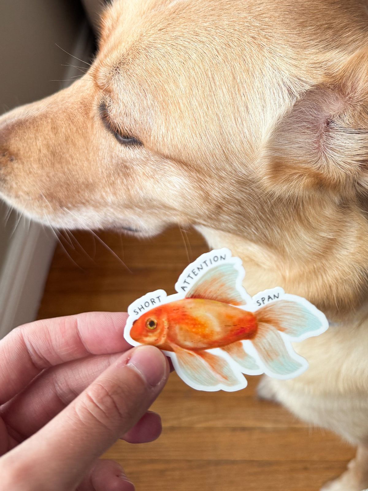 Short Attention Span Goldfish Sticker