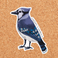 Cheeky & Unruly Blue Jay Sticker
