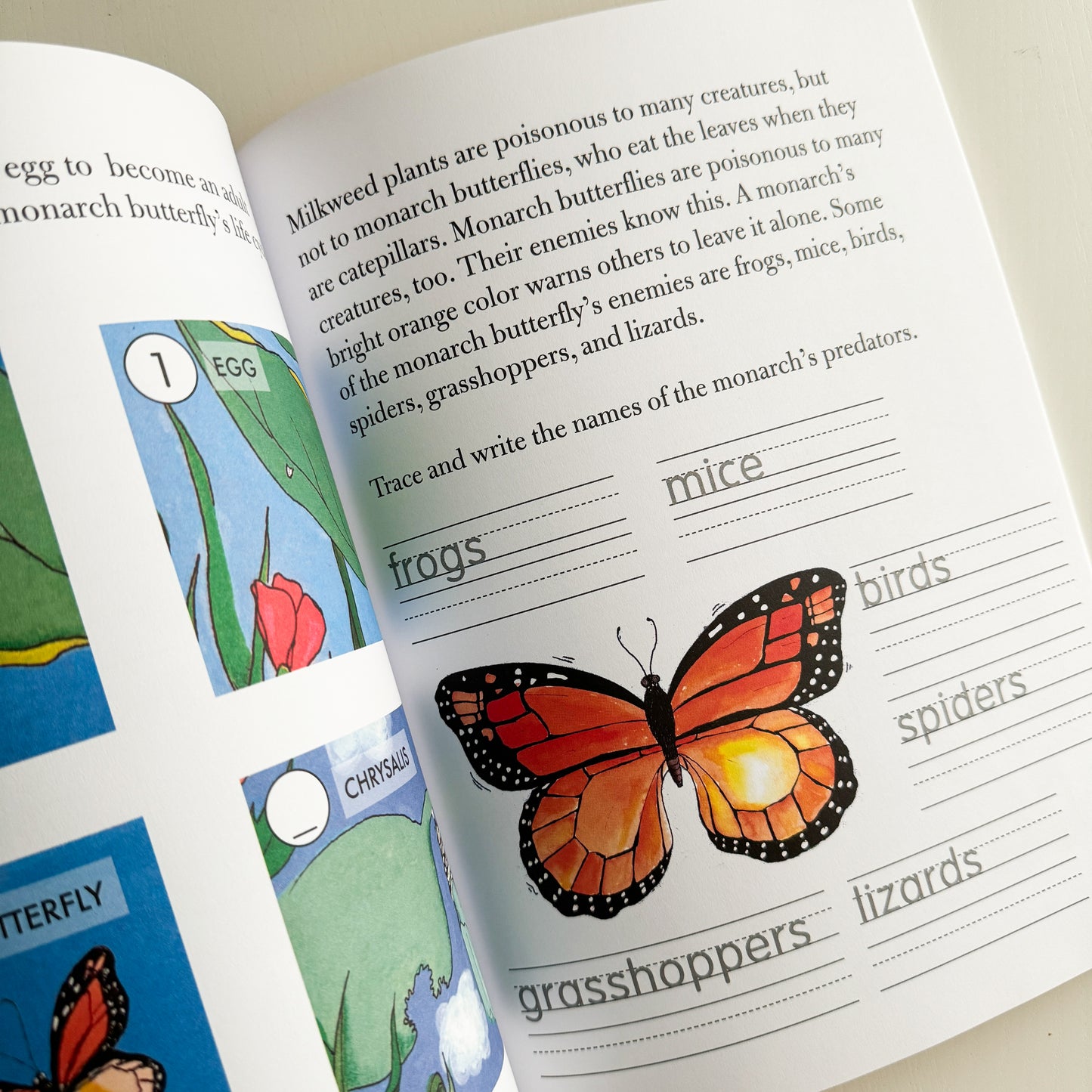 Gail Gibbons' Monarch Butterfly Workbook