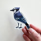 Cheeky & Unruly Blue Jay Sticker