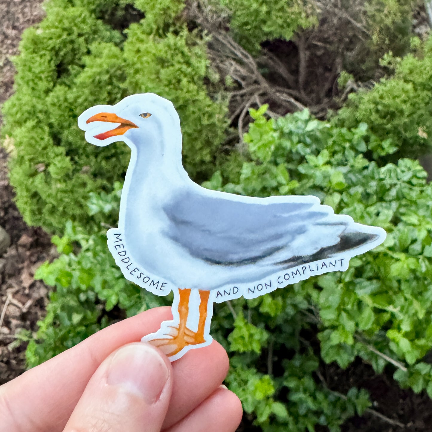 Meddlesome And Non Compliant Seagull Sticker