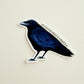 Mischievous & Crafty Crow Sticker
