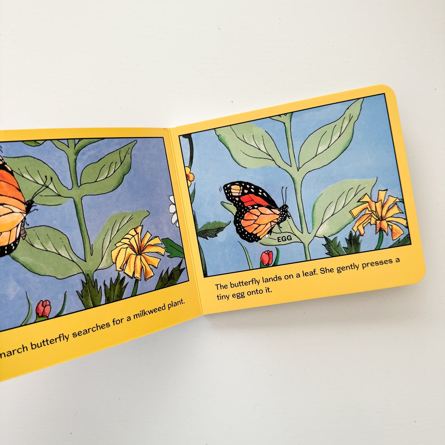 Monarch Butterfly Board Book