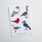 Canadian Birds 4x6 Vinyl Sticker Sheet