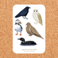 Canadian Birds (Option One) 4x6 Vinyl Sticker Sheet