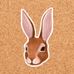 Cottontail Rabbit Sticker